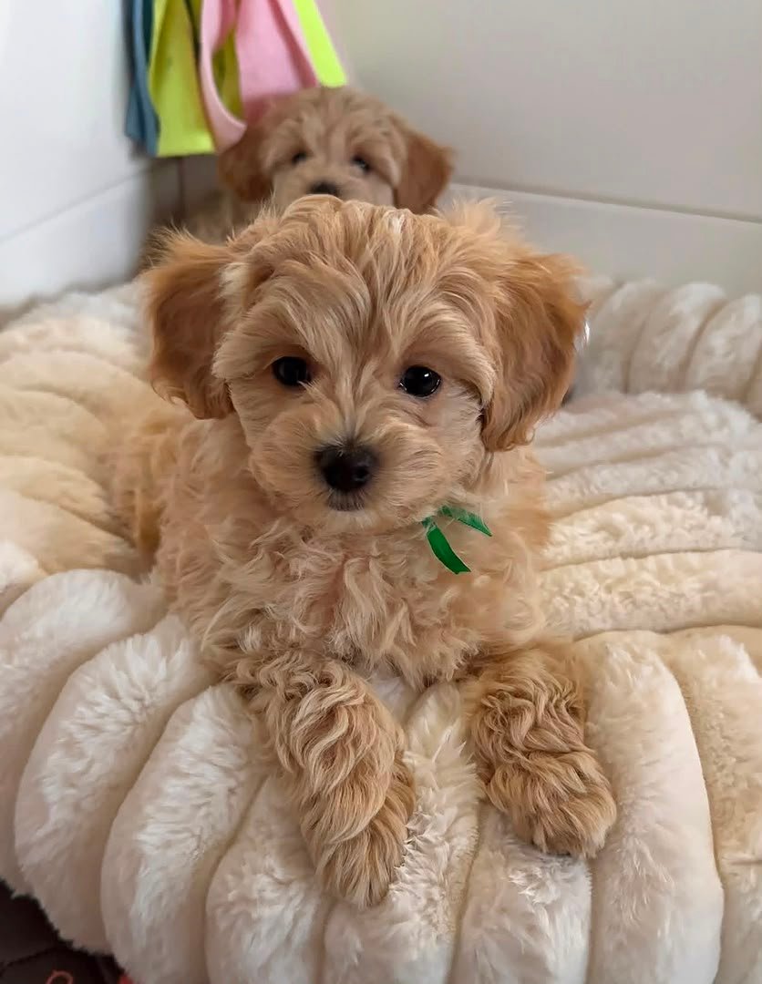 Healthy family-raised Maltipoo puppy covered by a five-year health guarantee