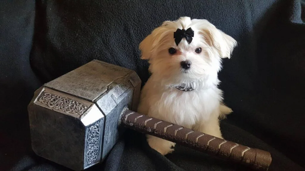 Thor, a white Maltese father at Tiny Hearts Maltipoos