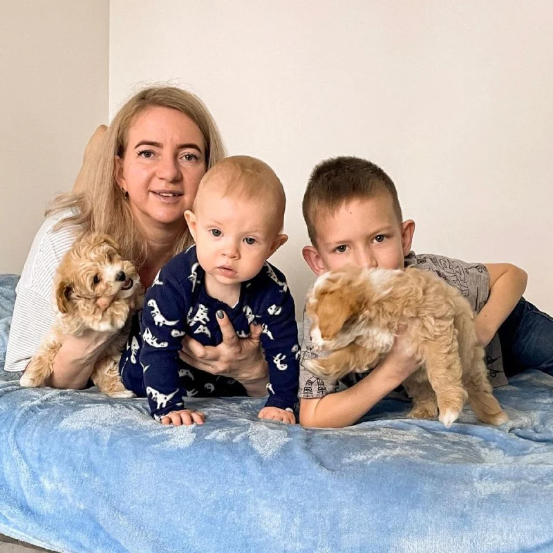 Tiny Hearts Maltipoos family raising Maltipoo puppies at home