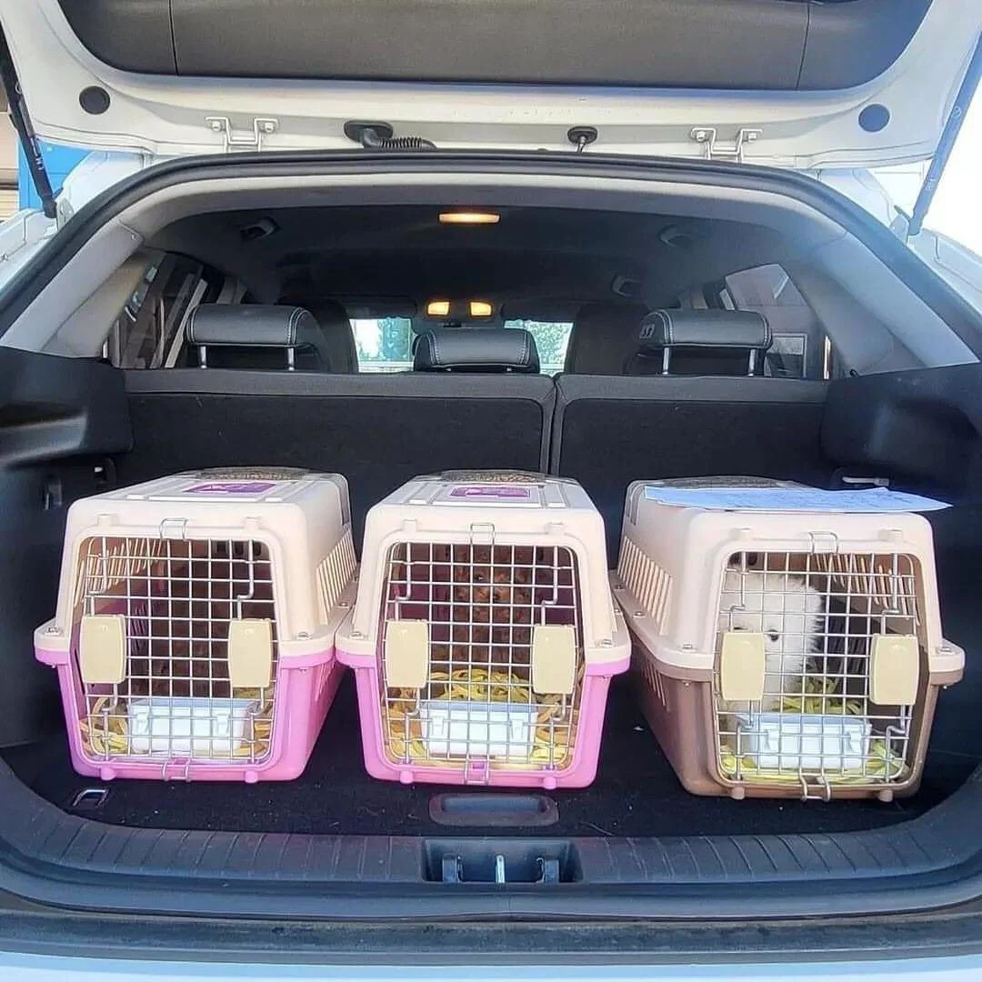 Happy family welcoming a safely delivered Maltipoo puppy