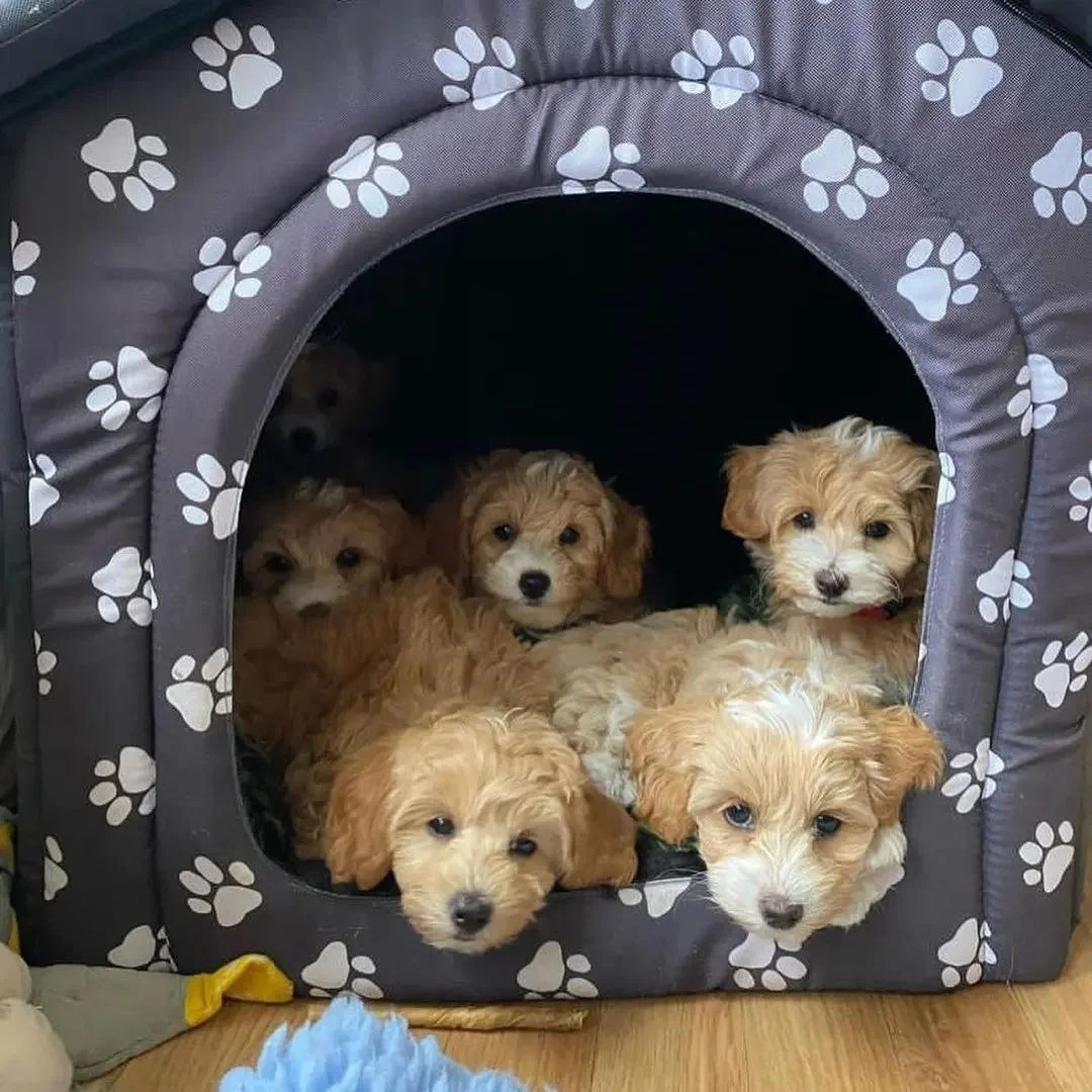 Healthy Maltipoo puppy receiving gentle veterinary care