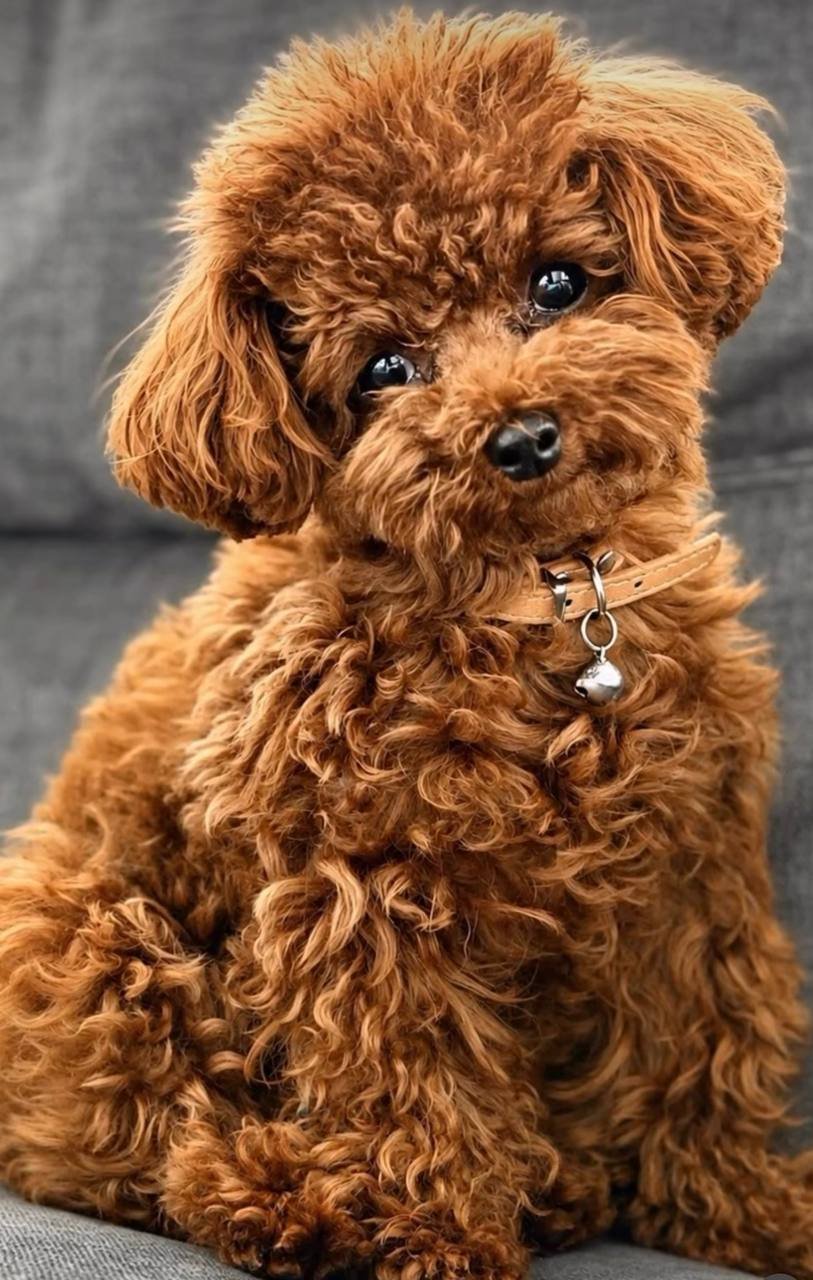 Mae, a red Mini Poodle mother at Tiny Hearts Maltipoos
