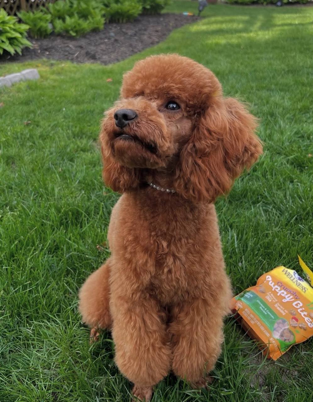 Gemma, a red Toy Poodle mother at Tiny Hearts Maltipoos